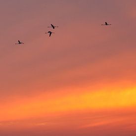 flamingo's by sunset van Marina Nieuwenhuijs