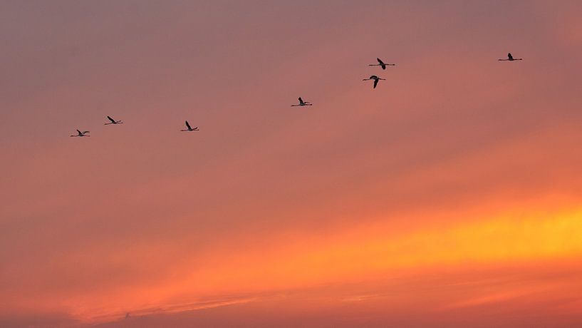 flamingo's by sunset van Marina Nieuwenhuijs