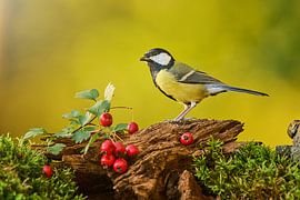 Herbst von Jiří Švestka