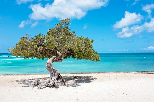 Divi divi tree op  Aruba in de Caribiische Zee