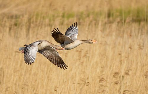 Geese in flight