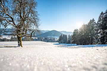 Prachtig winteruitzicht op de Hochgrat en de Allgäuer bergen bij Oberstaufen van Leo Schindzielorz