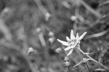 edelweiss alpin individuel en noir et blanc au format paysage