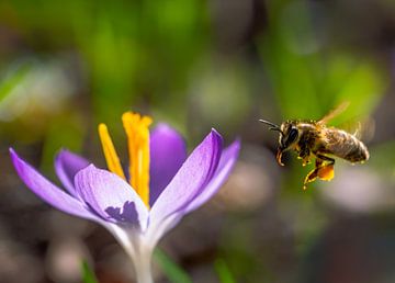 Biene im Anflug auf eine lila Krokus Blüte von ManfredFotos