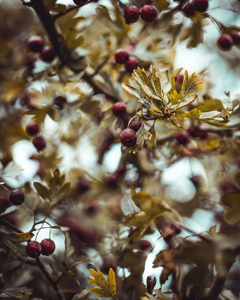 Beeren mit Herbstblättern von Pim Haring