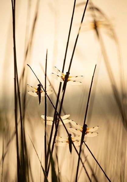 Zes viervlek libellen in het zachte gouden ochtendlicht van Monique van Genderen (in2pictures.nl fotografie)