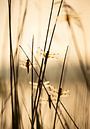Zes viervlek libellen in het zachte gouden ochtendlicht van Monique van Genderen (in2pictures.nl fotografie) thumbnail