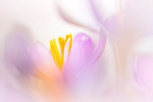 Sweet Crocus