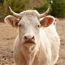 Witte, Franse Charolais koe van Andie Daleboudt thumbnail