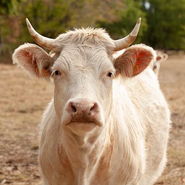 Witte, Franse Charolais koe van Andie Daleboudt