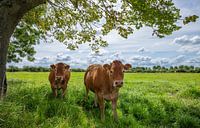 Cows in the meadow