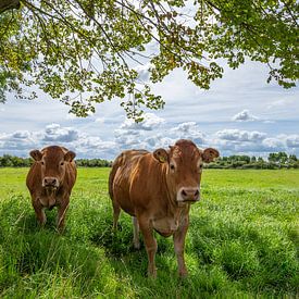 Des vaches dans la prairie sur Marcel Klootwijk