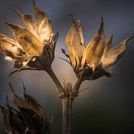 Droomlicht, door licht en vorm onstaan. van Maja Mars