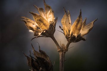 Droomlicht, door licht en vorm onstaan. van Maja Mars