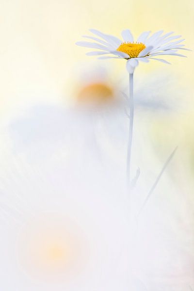 Joy by Bob Daalder