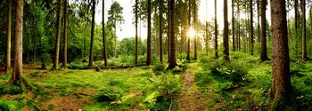 panorama forestier