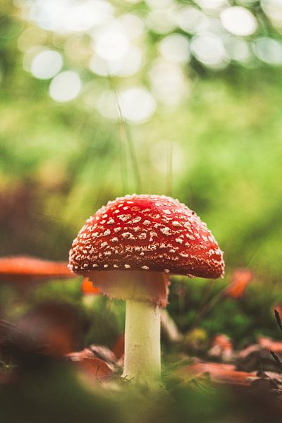 Fly agaric in the forest by Stephan Krabbendam
