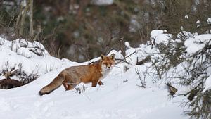 Un renard dans la neige sur Menno Schaefer