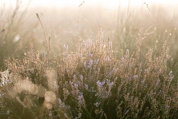 De paarse heide in het ochtendlicht | Bussumerheide | van Marika Huisman⎪reis- en natuurfotograaf