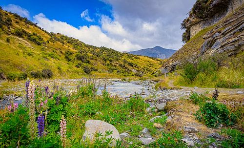 Lupin blossoms on the banks of a stream, New Zealand by Rietje Bulthuis