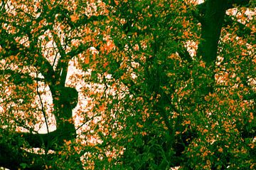 Golden hour by wesley Louter