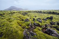 Moslandschap IJsland