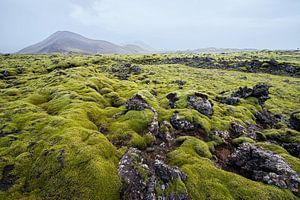 Moslandschap IJsland van René Schotanus