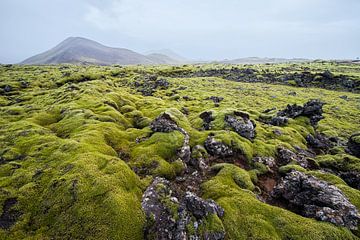 Mooslandschaft Island von René Schotanus