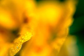 Pumpkin blossom by Helmut Neumann Blütenfotografie