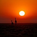 Giraffe met kleintje tijdens zonsopgang van Omega Fotografie thumbnail