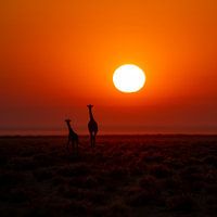 Giraffe met kleintje tijdens zonsopgang