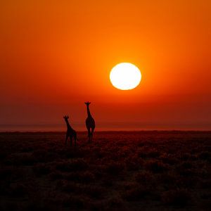 Girafe avec un petit pendant le lever du soleil sur Omega Fotografie
