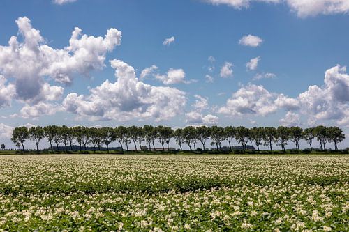 Aardappel veld in bloei