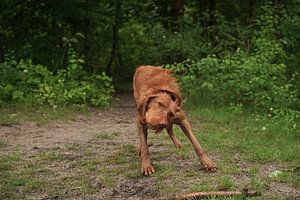 Wasserspiele am See mit einem braunen Magyar Vizsla Drahthaar Hund .
