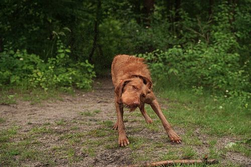 Waterspelletjes aan het meer met een bruine Magyar Vizsla ruwharige hond .