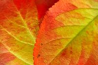 Orange green autumn leaves