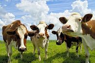 Summertime Gossip Four Frisian Cows on a Lush Meadow by Jan Brons thumbnail