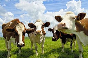 Potins d'été Quatre vaches frisonnes dans une prairie luxuriante sur Jan Brons