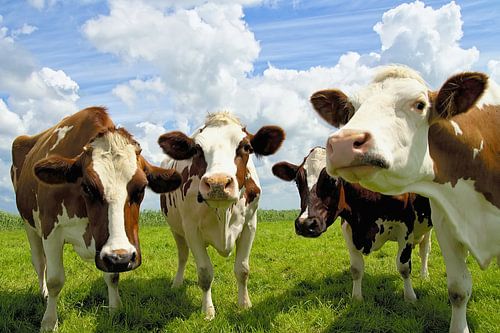 Sommerlicher Klatsch Vier friesische Kühe auf einer saftigen Wiese