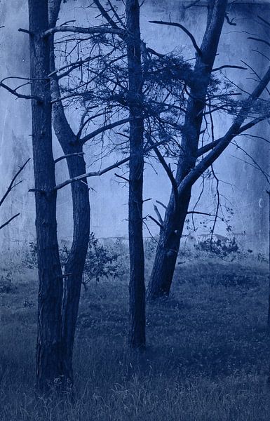 Wald im Nachtlicht von Roswitha Lorz