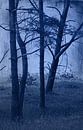 Wald im Nachtlicht von Roswitha Lorz Miniaturansicht