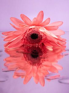 Rosa Gerbera auf einer spiegelnden Oberfläche mit Tropfen (violetter / lila Hintergrund)