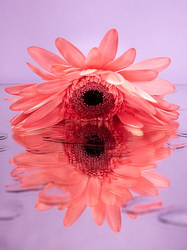 Roze Gerbera op spiegelend oppervlak met druppels (paarse  / lila achtergrond)
