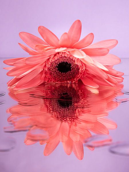 Gerbera rose sur surface miroir avec gouttes (fond violet / lilas) par Marjolijn van den Berg