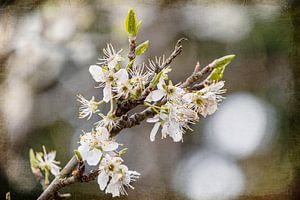 Blossom verarbeitet mit digitaler Kunst.
