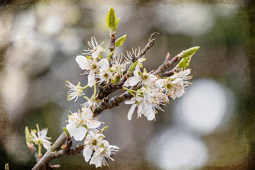 Bloesem verwerkt met digitale kunst.