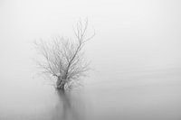 Flooded tree in Rhine floodplain