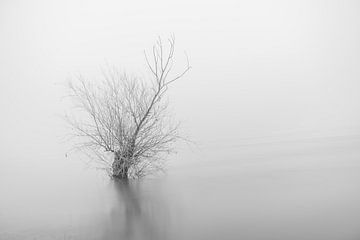 Überschwemmter Baum in der Rheinaue von Mike Nuijs