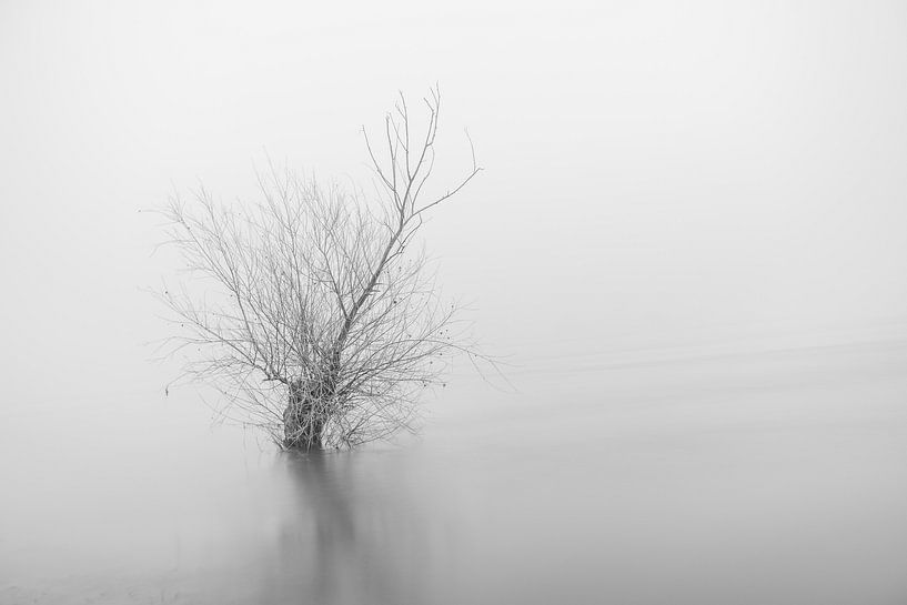 Überschwemmter Baum in der Rheinaue von Mike Nuijs