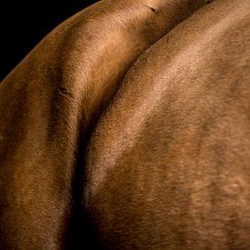 Close-up paard 10 van Lina Heirwegh